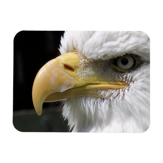 EGFJ AV BETT FÅGLAR MAGNET (Horisontell)
