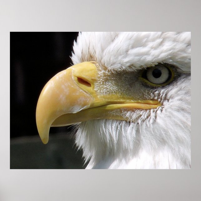 EGFJ AV BETT FÅGLAR POSTER (Framsidan)