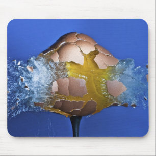 Eggceptional Musmatta