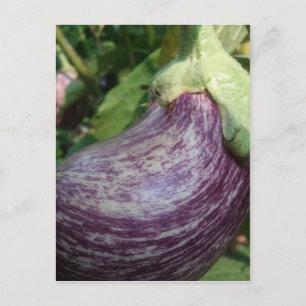 Eggplant Veggie Vykort