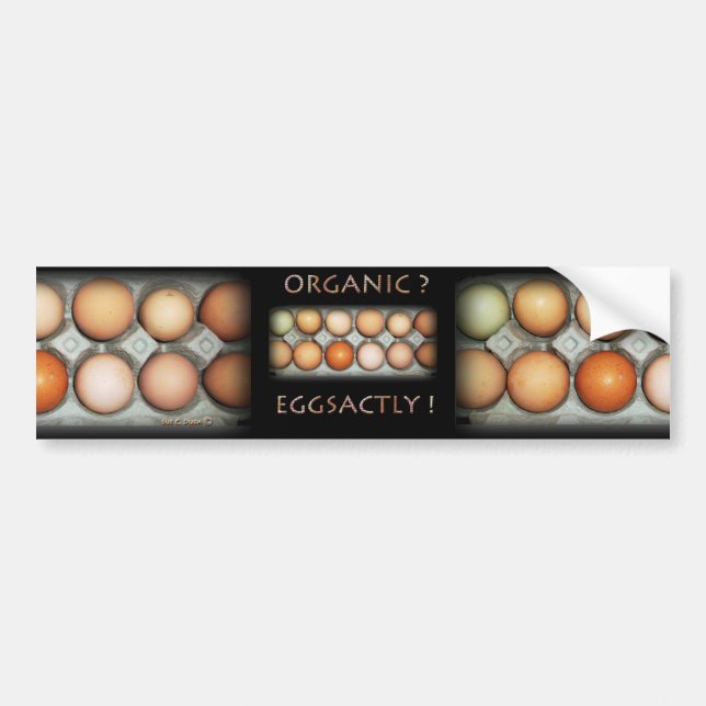 EGGSACTLY BILDEKAL (Framsidan)