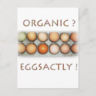 EGGSACTLY VYKORT