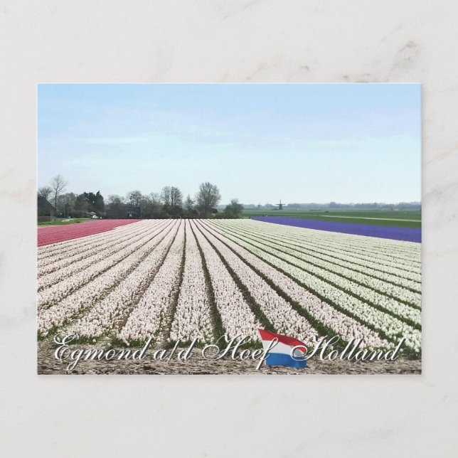 Egmond aan den Hoef Bulb Flowers Holland Postcard Vykort (Framsida)