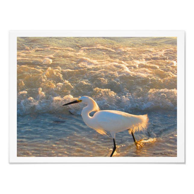 Egret at Sunset på den fotografiska utskriften Bea Fototryck (Framsidan)