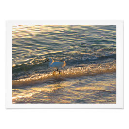Egret at the Beach Photographic Print Fototryck