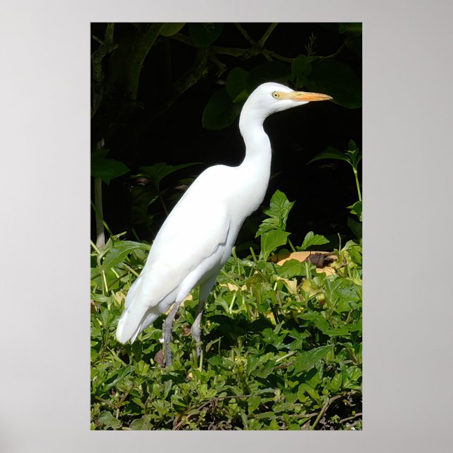 Egret Bird Poster (Framsidan)