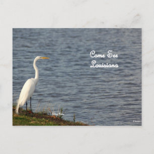Egret bjuder in dig till kom till Louisiana Vykort