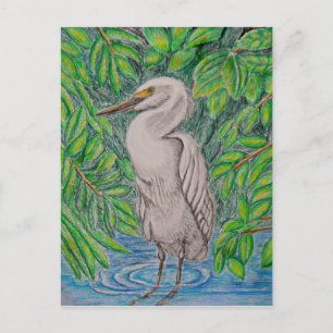 Egret-fågel Vykort