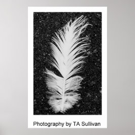 Egret Feather by TDGallery Poster