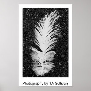 Egret Feather by TDGallery Poster