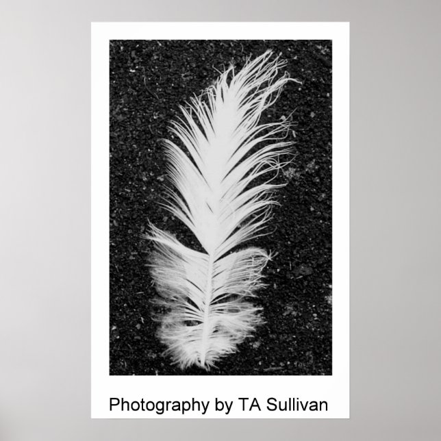 Egret Feather by TDGallery Poster (Framsidan)