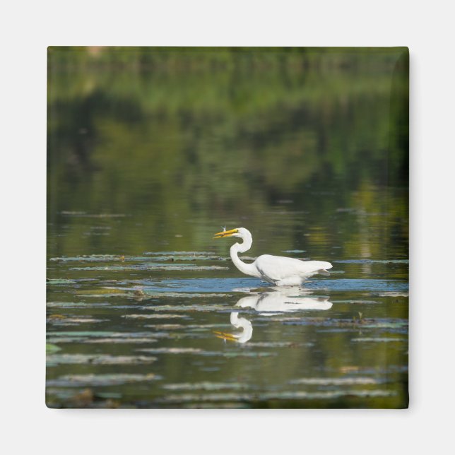 Egret Fish Feast Magnet (Framsidan)