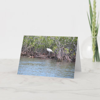 Egret i Mangroves Kort