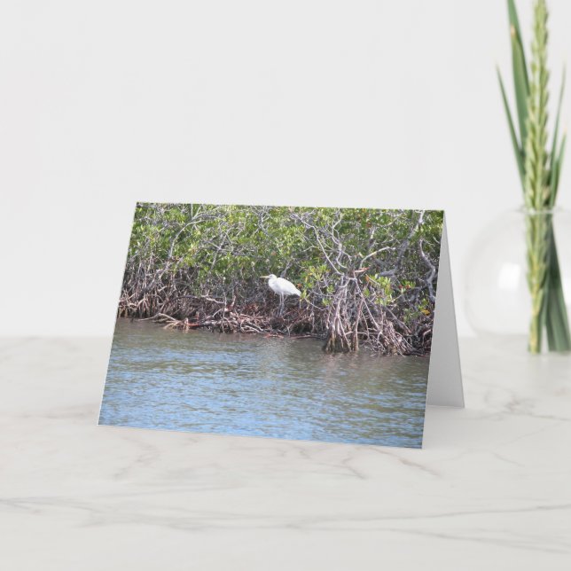 Egret i Mangroves Kort (Framsida)