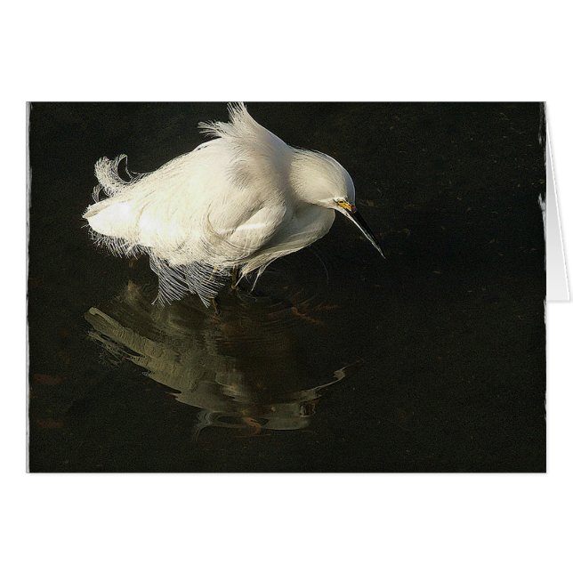 Egret i sjön Merritt, vid den Heidi randen Hälsningskort (Framsidan Horizontal)