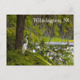 Egret in Wilmington, NC Vykort