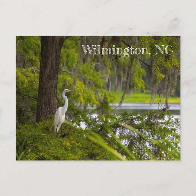 Egret in Wilmington, NC Vykort (Framsida)