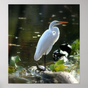 Egret med Turtles Poster