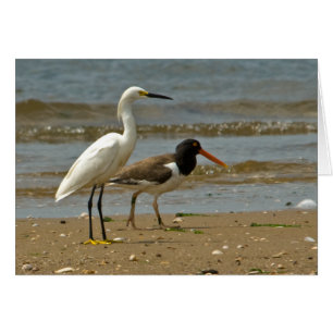 Egret- och Oystercatcherkort Hälsningskort