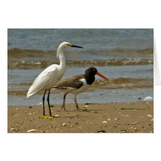 Egret- och Oystercatcherkort Hälsningskort