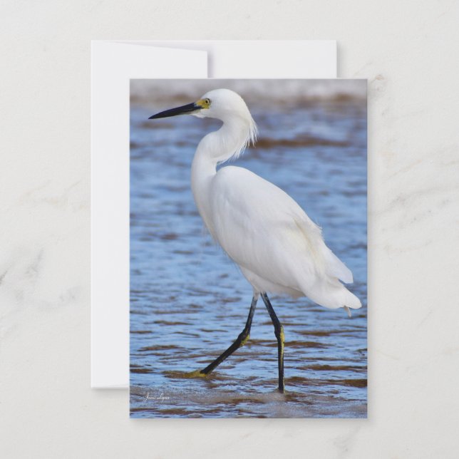 Egret på banksedelkortet tack kort (Framsida)