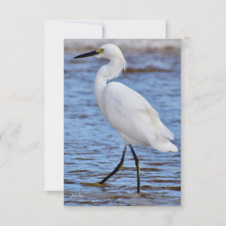 Egret på banksedelkortet tack kort