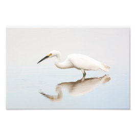 Egret på stillastående damm fototryck