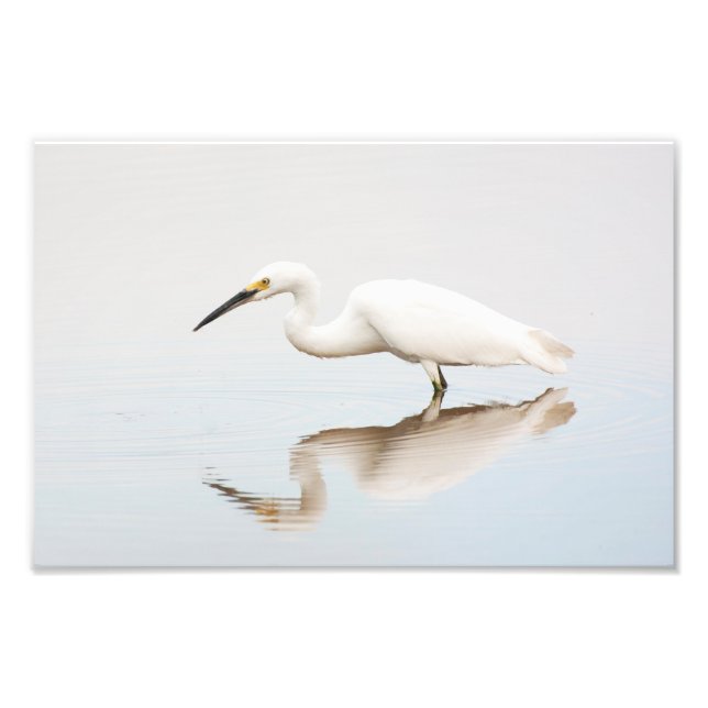 Egret på stillastående damm fototryck (Framsidan)
