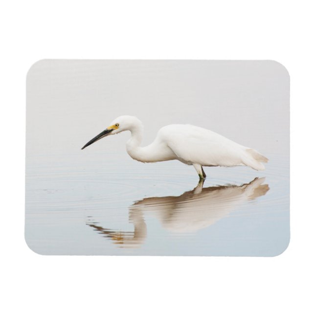 Egret på stillastående damm magnet (Horisontell)