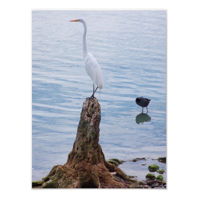 Egret Perch Fototryck (Framsidan)