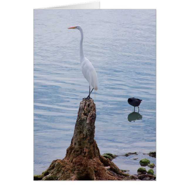 Egret Perch OBS Kort (Framsidan)