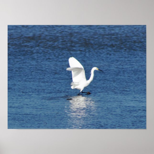 Egret Photo Poster (Framsidan)
