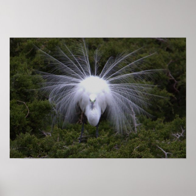 Egret Photo Poster (Framsidan)