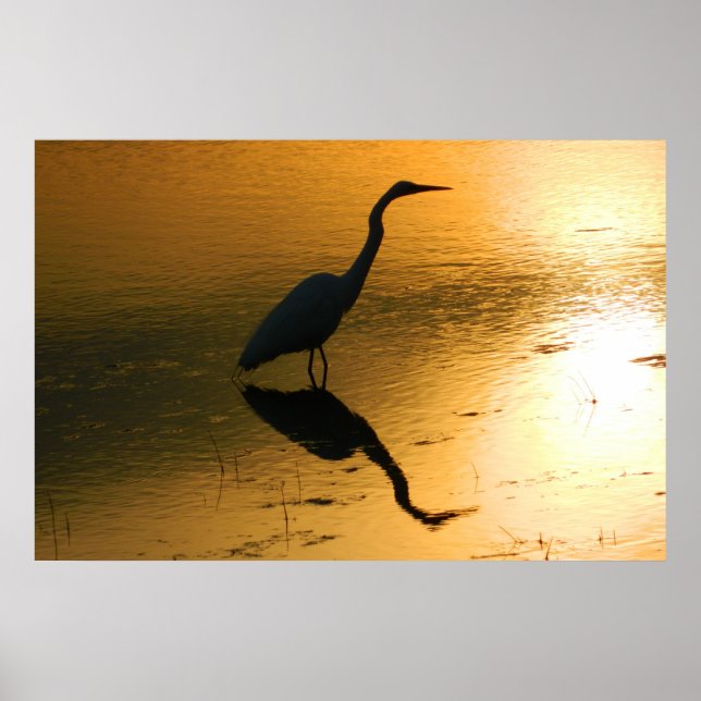 Egret Reflection at Sunset Poster (Framsidan)