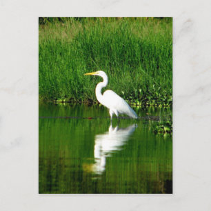 Egret, Rio Oscuro, Lago Izabal, Guatemala Vykort