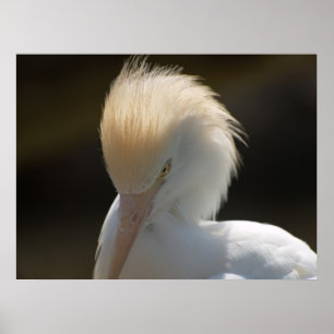 Egret som tittar dig affisch