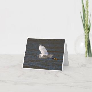 Egret under flygning kort