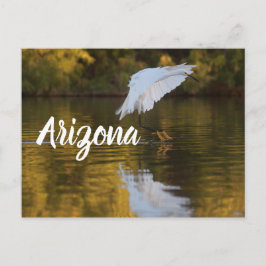 Egret under flygning över Golden Pond, Arizona Vykort