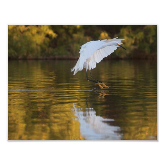 Egret under flygning över Golden Pond Fototryck (Framsidan)