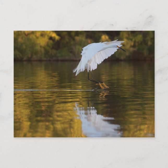 Egret under flygning över Golden Pond Vykort (Framsida)