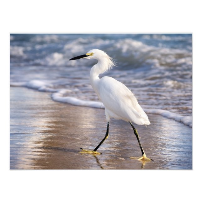Egret vid strandlinjen Foto Print (Framsidan)
