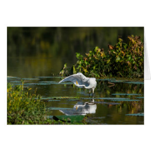 Egret Vinge Exam OBS Kort