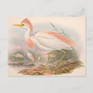 Egret Vintage Zoological Sketch-vykort Vykort