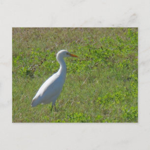 Egret Vykort
