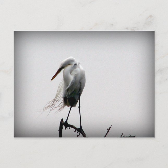 egret vykort (Framsida)