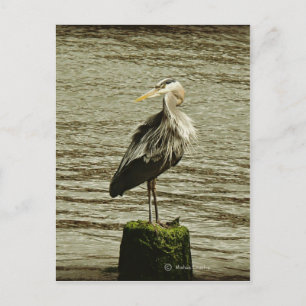 Egret Vykort