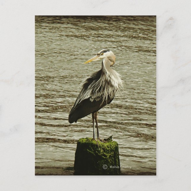 Egret Vykort (Framsida)