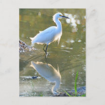 Egret vykort