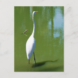 Egret Vykort