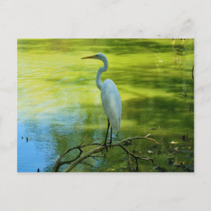 Egret Vykort